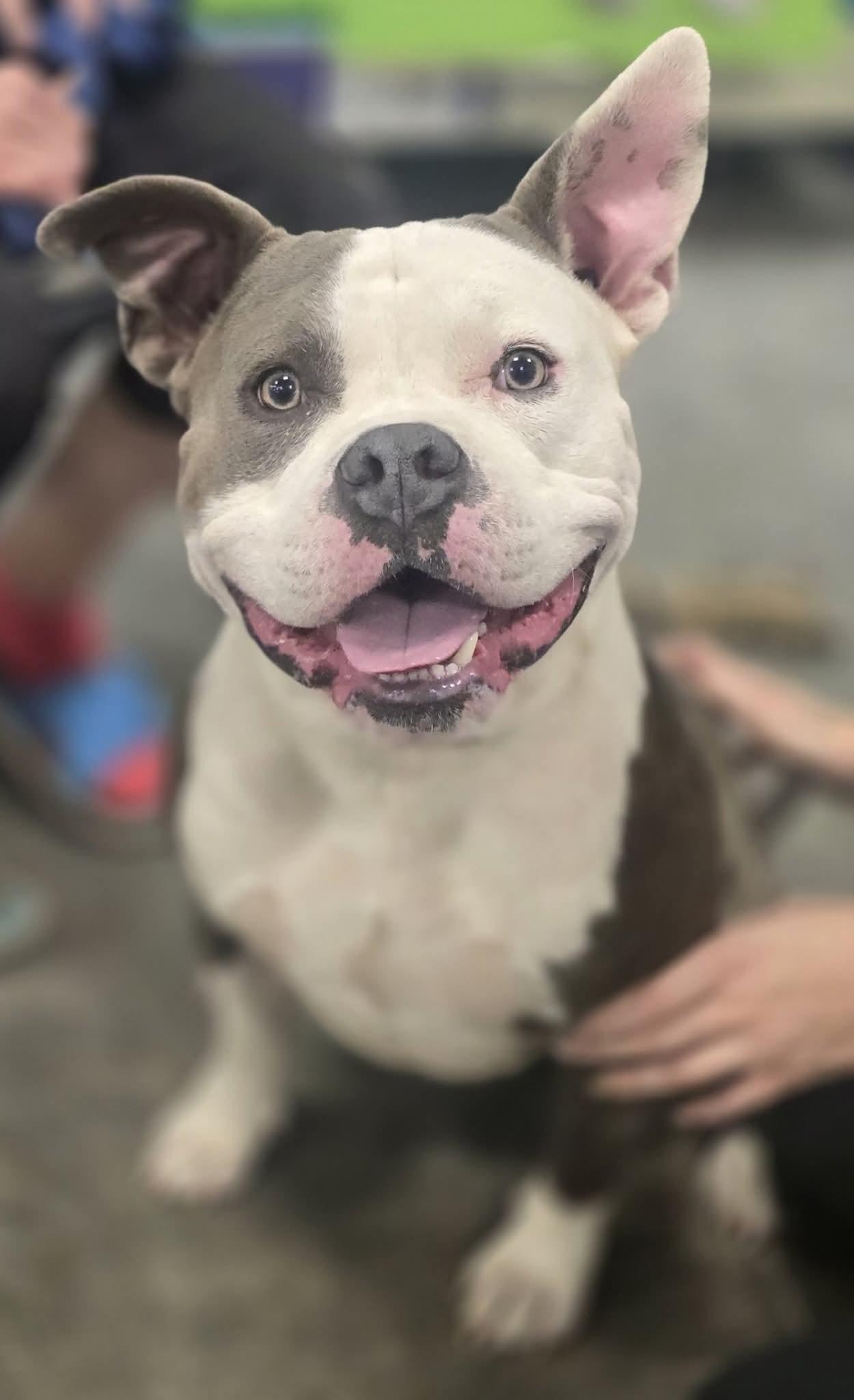 Marty, Adoptable, Young Male Pit Bull Terrier.