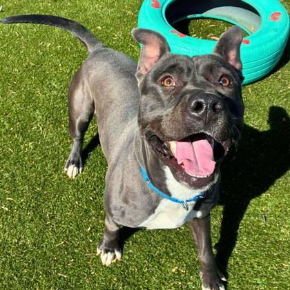 Enlarge Gunner, a Adoptable mixed breed in Gastonia, NC image 1/3