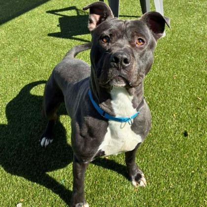 Enlarge Gunner, a Adoptable mixed breed in Gastonia, NC image 2/3