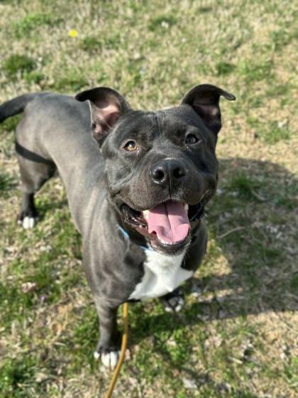 Enlarge Gunner, a Adoptable mixed breed in Gastonia, NC image 3/3