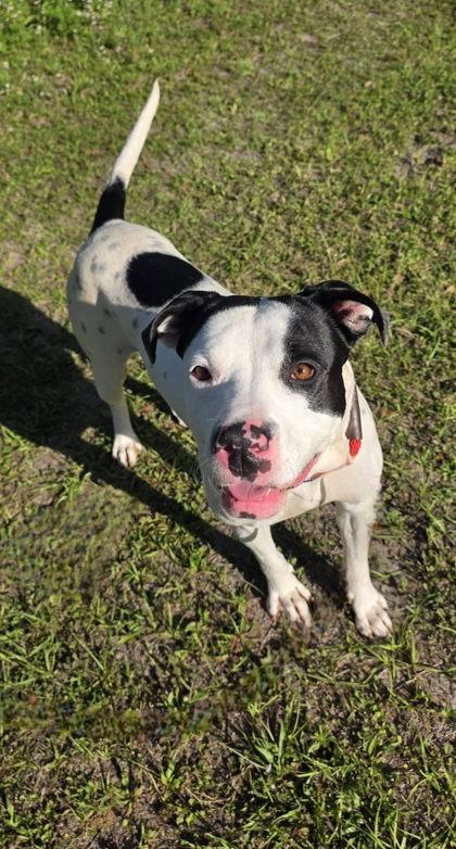 Oakley, Adoptable, Adult Female American Bulldog & Mixed Breed.