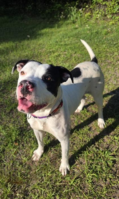Enlarge Oakley, a Adoptable mixed breed in Palm Coast, FL image 2/3