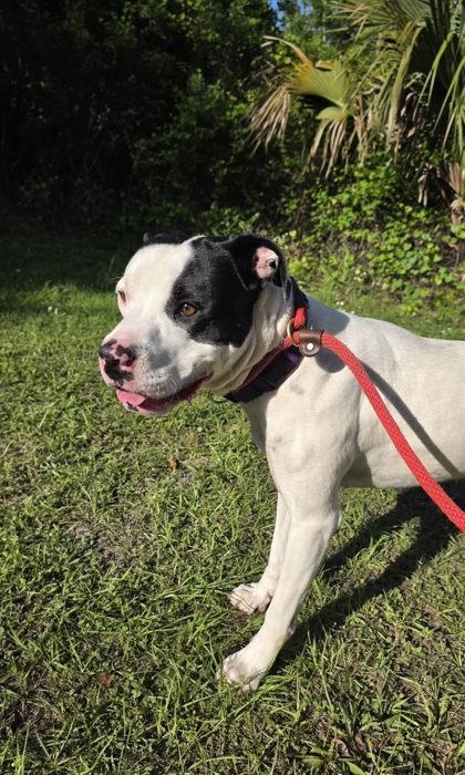 Enlarge Oakley, a Adoptable mixed breed in Palm Coast, FL image 3/3