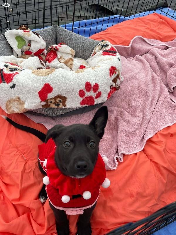 Enlarge Ramsey, a Adoptable Mixed Breed in Athens, ON image 1/6