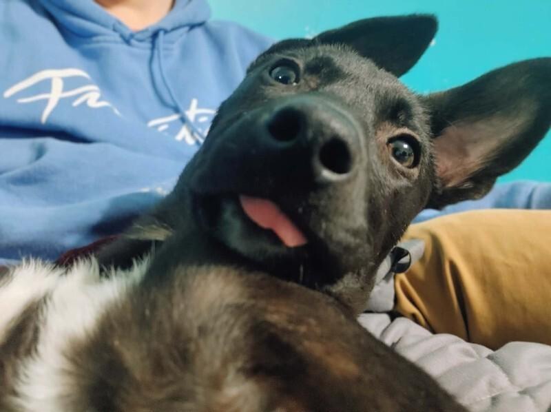 Ramsey, Adoptable, Young Female Mixed Breed.