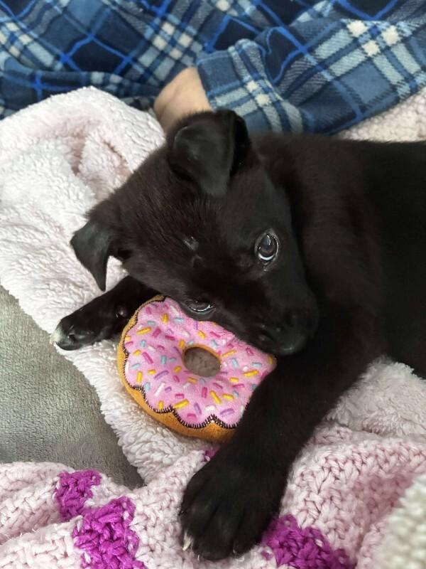 Enlarge Ramsey, a Adoptable Mixed Breed in Athens, ON image 2/6