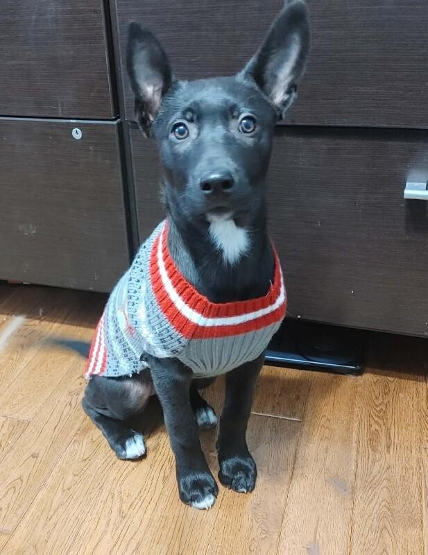 Ramsey, a Adoptable Mixed Breed in Athens, ON image 3/6