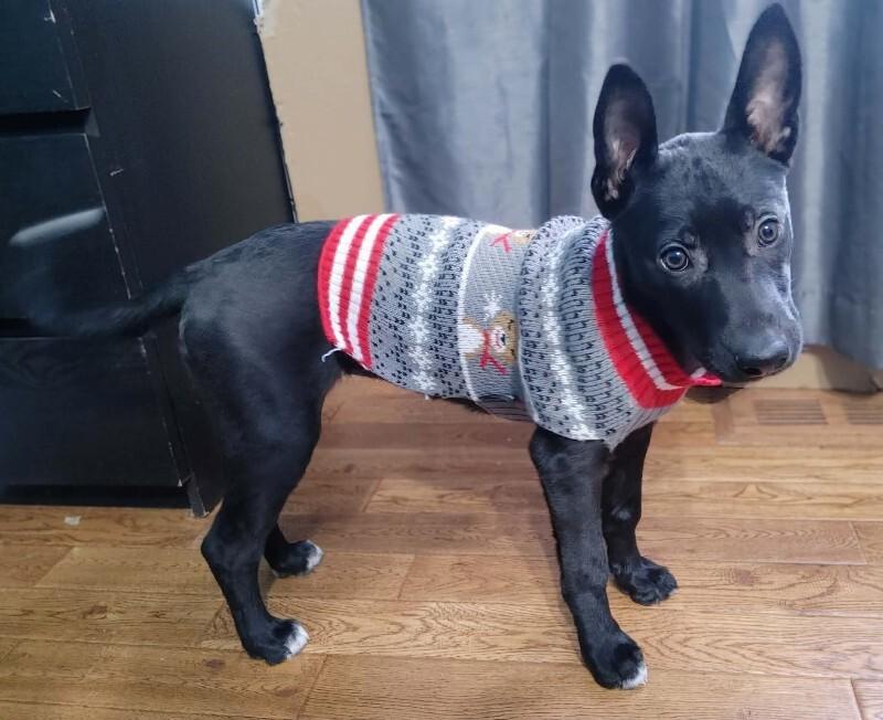 Ramsey, a Adoptable Mixed Breed in Athens, ON image 4/6