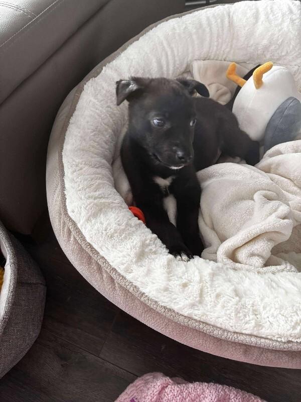 Enlarge Ramsey, a Adoptable Mixed Breed in Athens, ON image 4/6