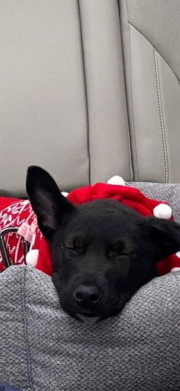 Enlarge Ramsey, a Adoptable Mixed Breed in Athens, ON image 5/6