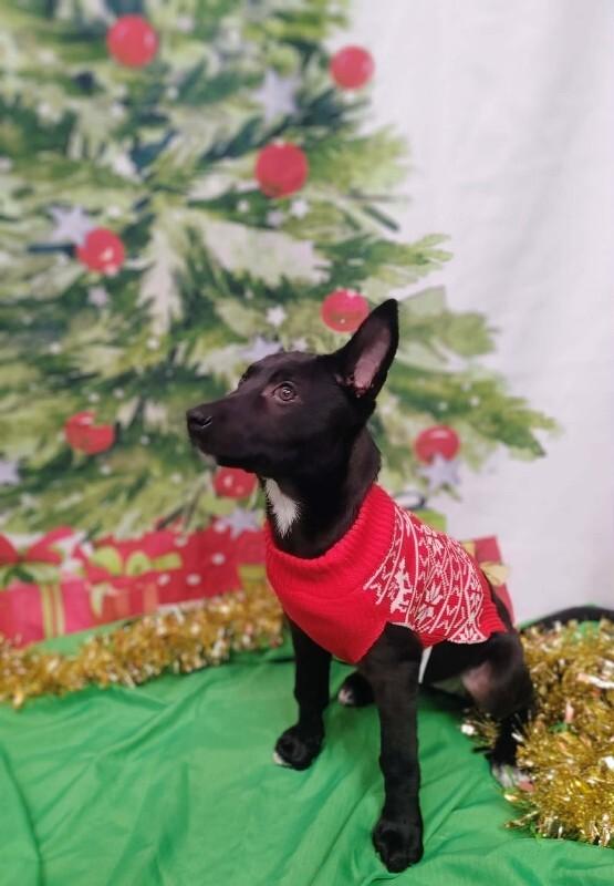 Ramsey, a Adoptable Mixed Breed in Athens, ON image 6/6