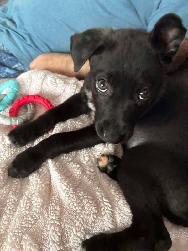 Enlarge Ramsey, a Adoptable Mixed Breed in Athens, ON image 6/6