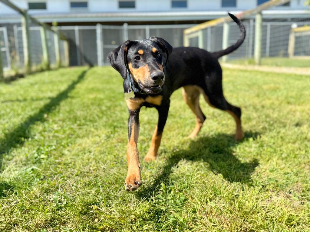 Enlarge Georgie, a Adopted mixed breed in Hudson, NY image 1/1