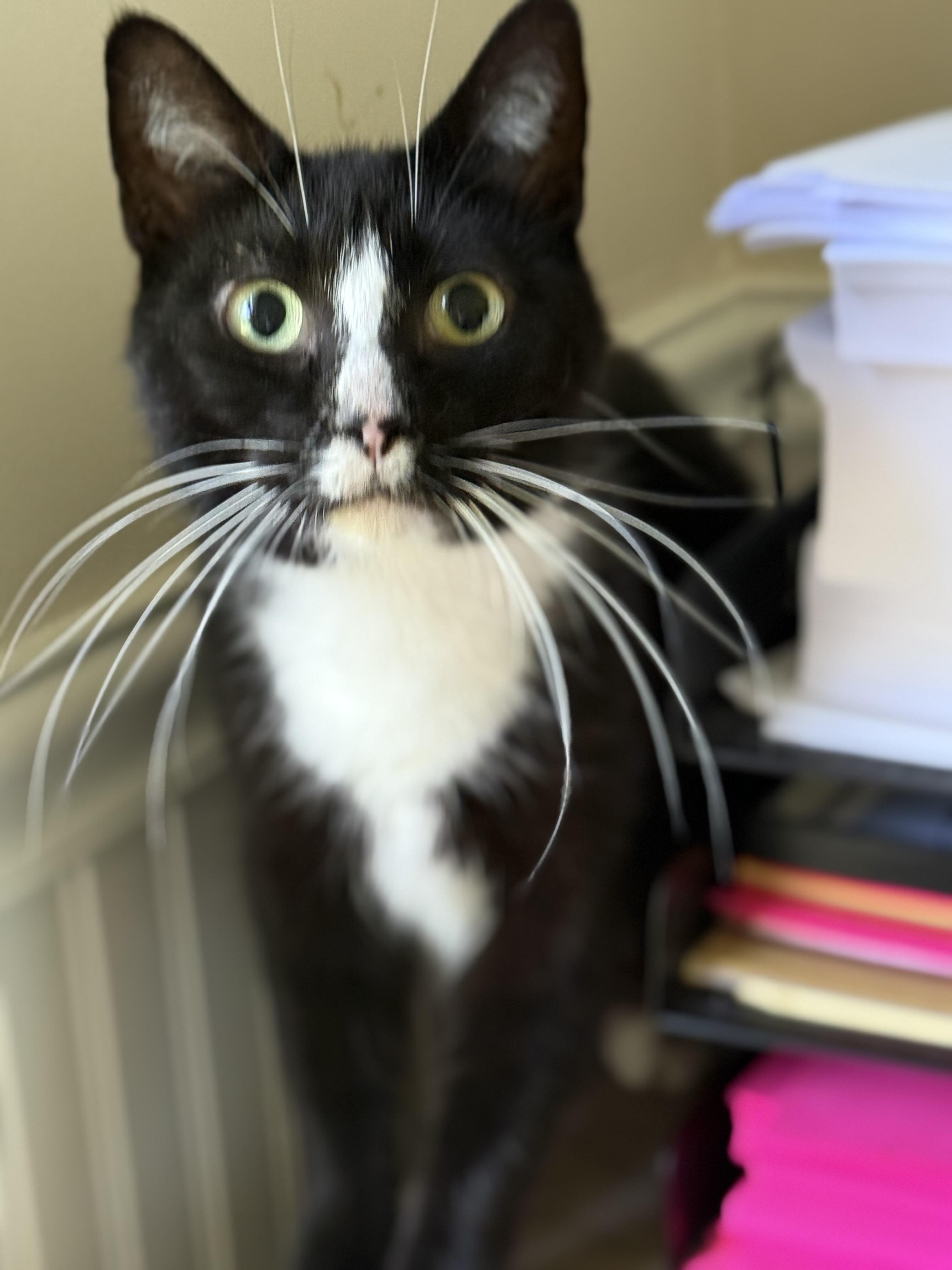 Mary, Adult Female Domestic Short Hair