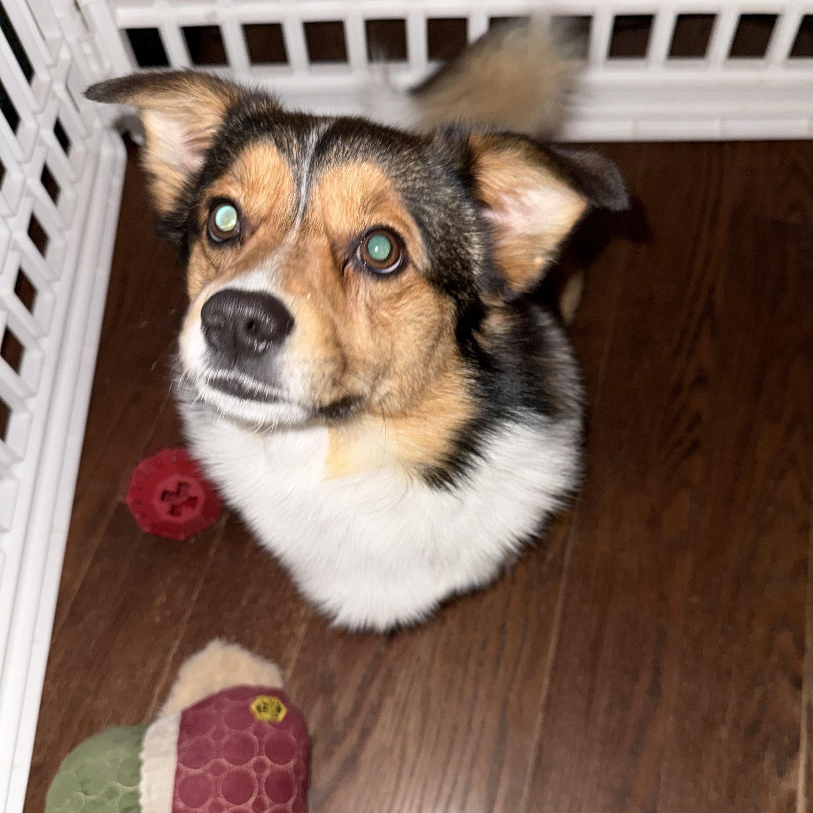 Enlarge Yoshi, a ADOPTABLE mixed breed in Wrightstown, NJ image 2/4