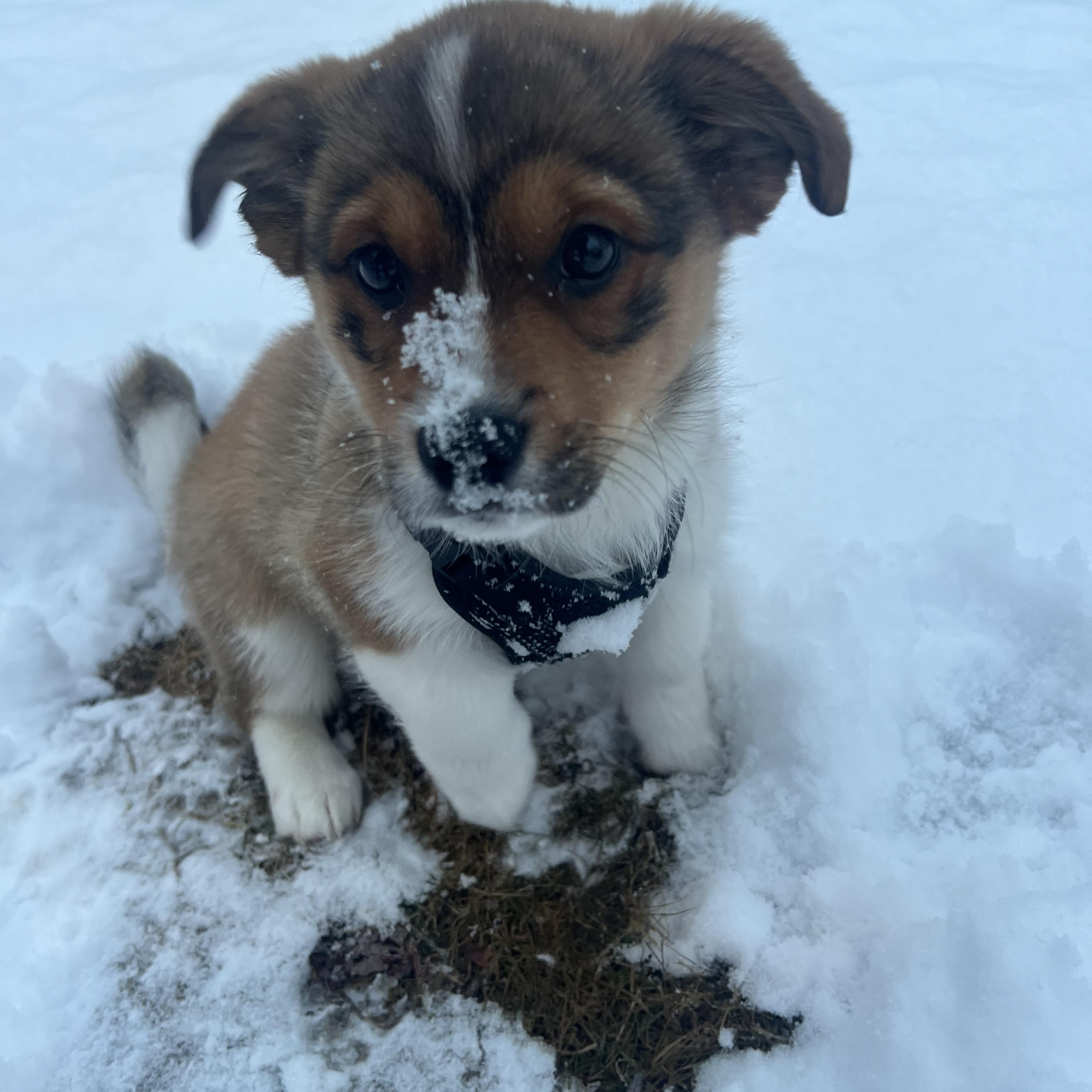 Enlarge Yoshi, a ADOPTABLE mixed breed in Wrightstown, NJ image 3/4