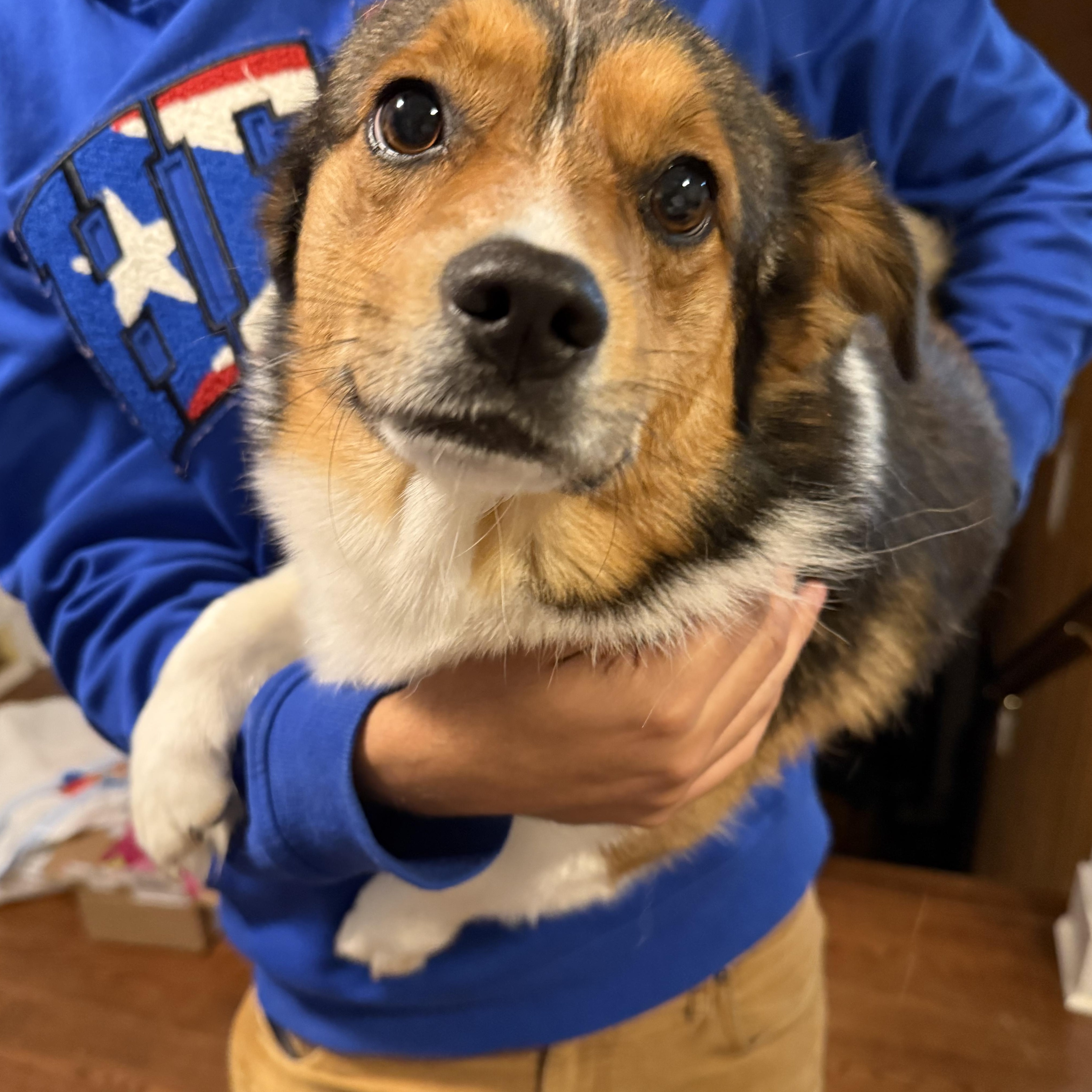 Yoshi, ADOPTABLE, Young Male Pembroke Welsh Corgi & Shorkie.