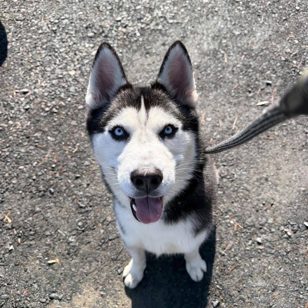 Igloo, Adoptable, Adult Male Husky.