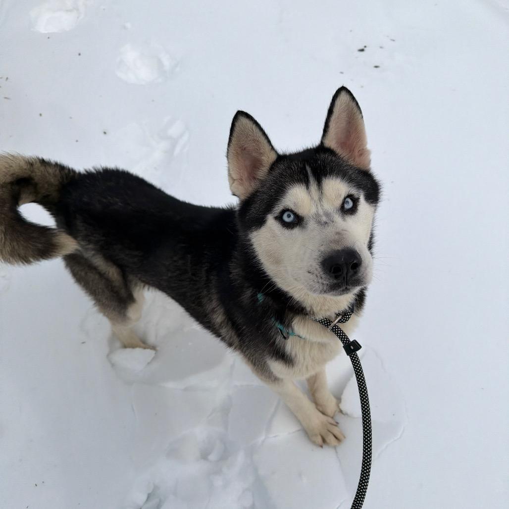 Enlarge Igloo, a Adoptable Husky in Birdsboro, PA image 2/6