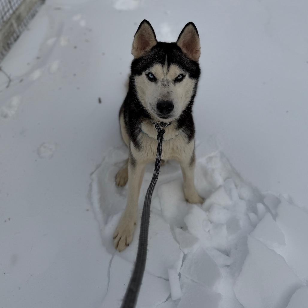 Enlarge Igloo, a Adoptable Husky in Birdsboro, PA image 3/6