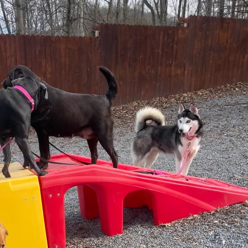 Enlarge Igloo, a Adoptable Husky in Birdsboro, PA image 4/6