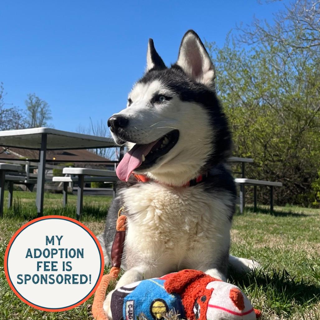 Enlarge Igloo, a Adoptable Husky in Birdsboro, PA image 5/6