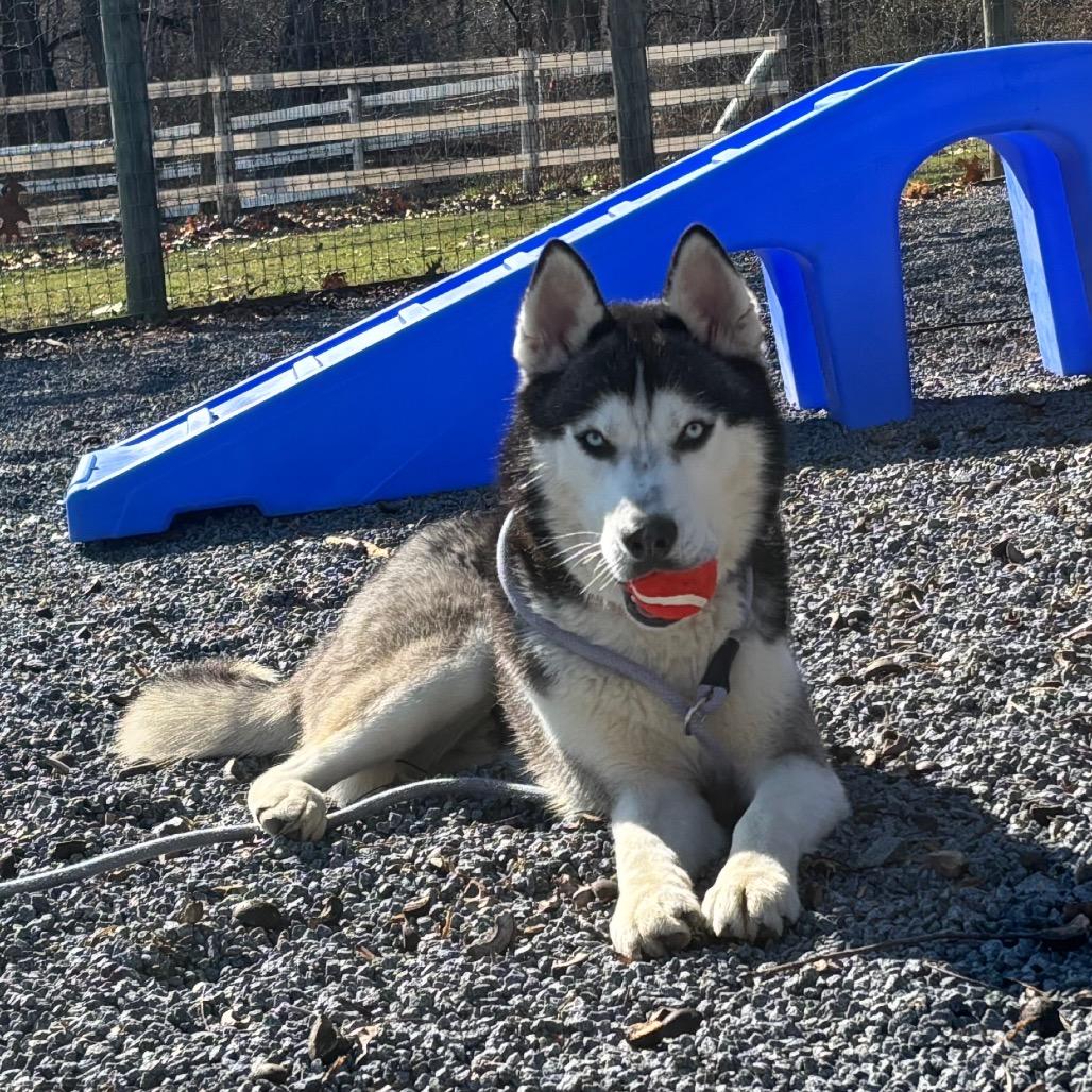 Enlarge Igloo, a Adoptable Husky in Birdsboro, PA image 5/6