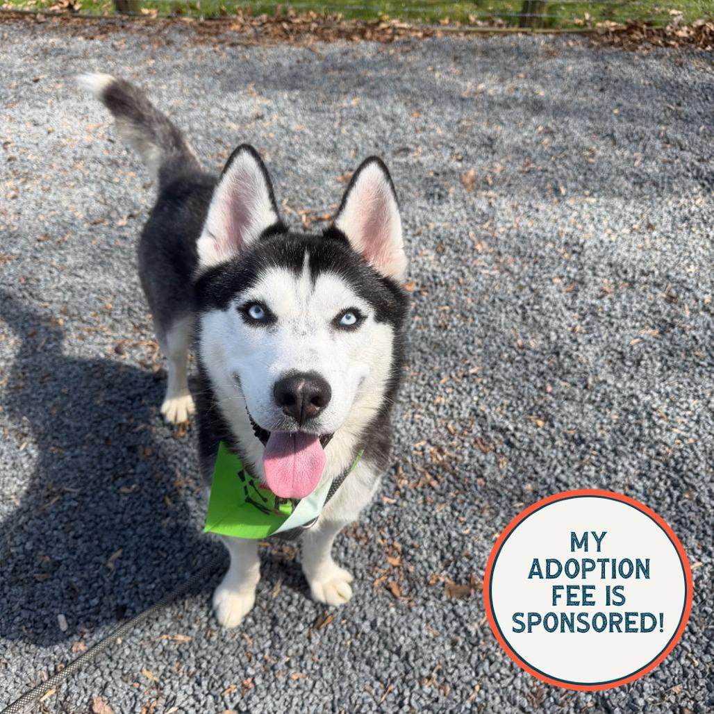 Enlarge Igloo, a Adoptable Husky in Birdsboro, PA image 5/6