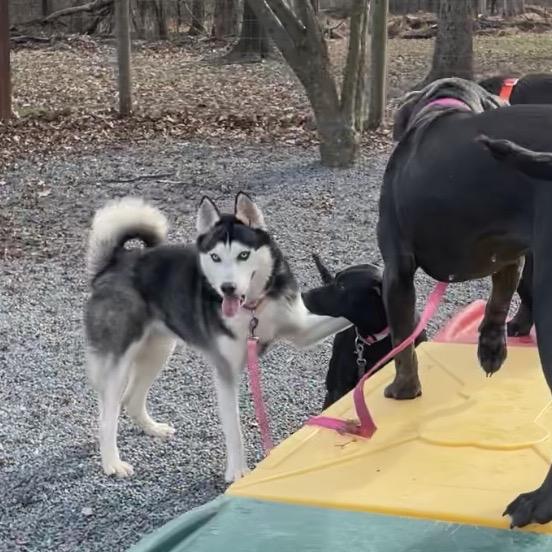Enlarge Igloo, a Adoptable Husky in Birdsboro, PA image 6/6
