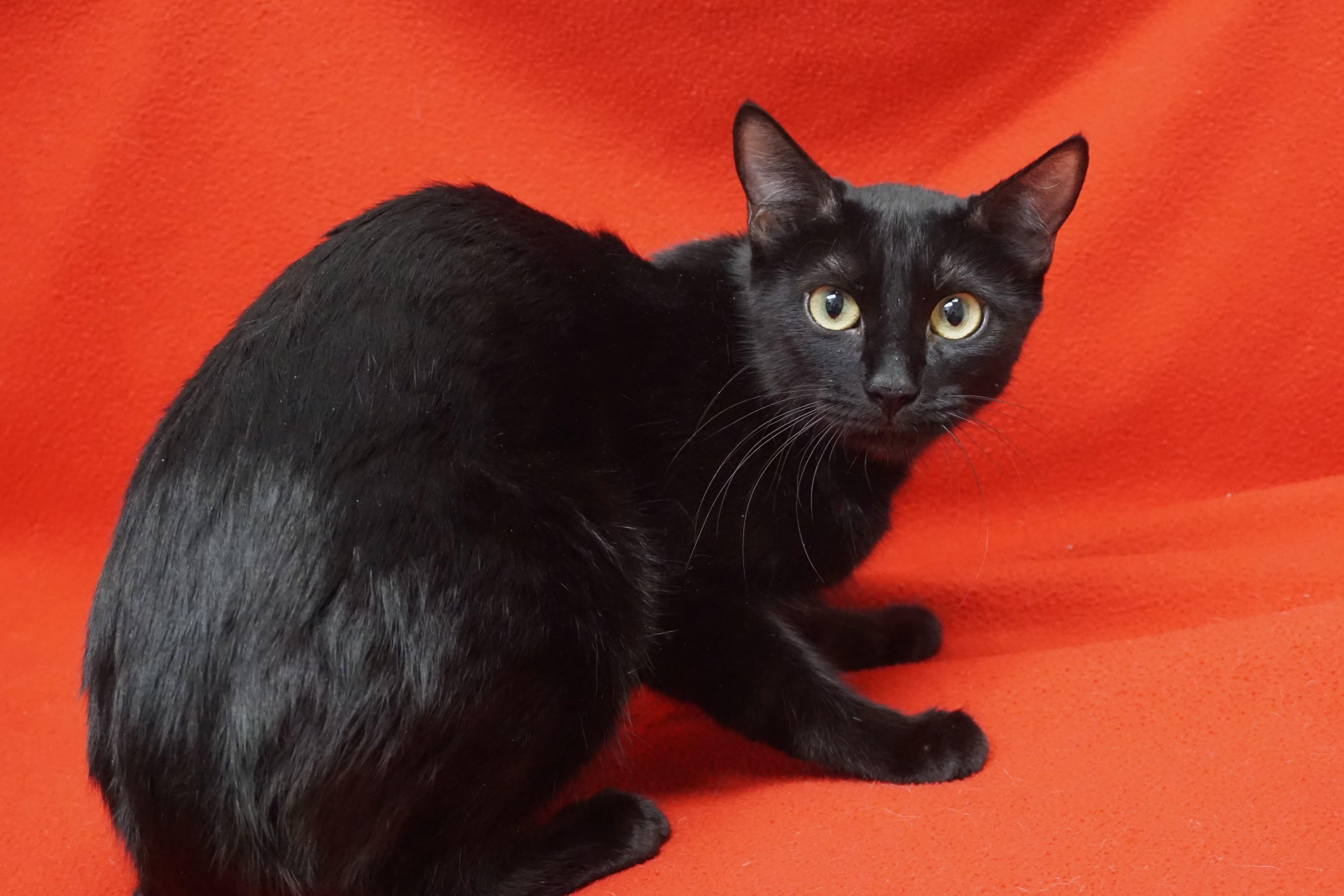 Poinsettia, a Adoptable Domestic Short Hair in Fountain Hills, AZ image 1/3