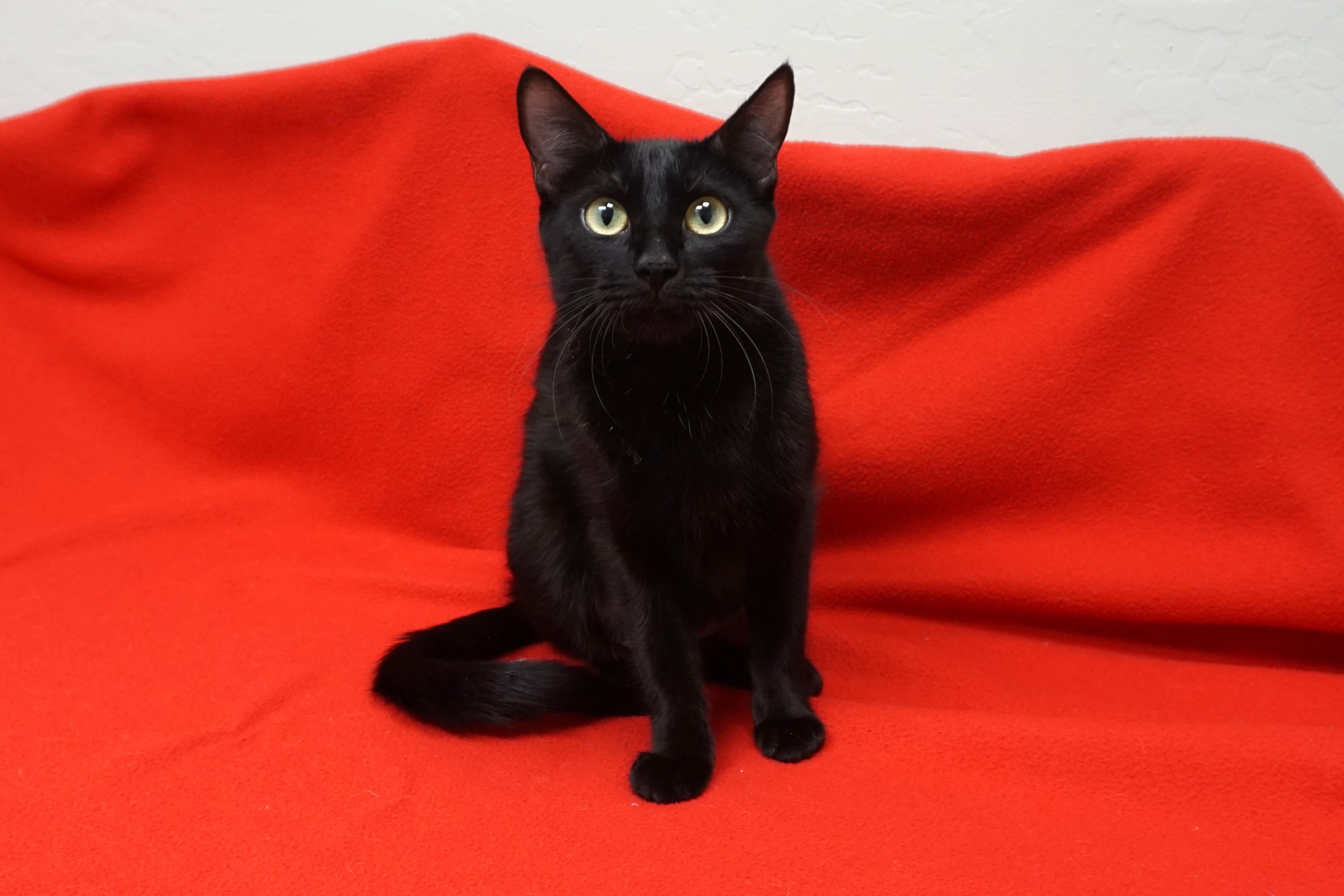 Poinsettia, a Adoptable Domestic Short Hair in Fountain Hills, AZ image 2/3