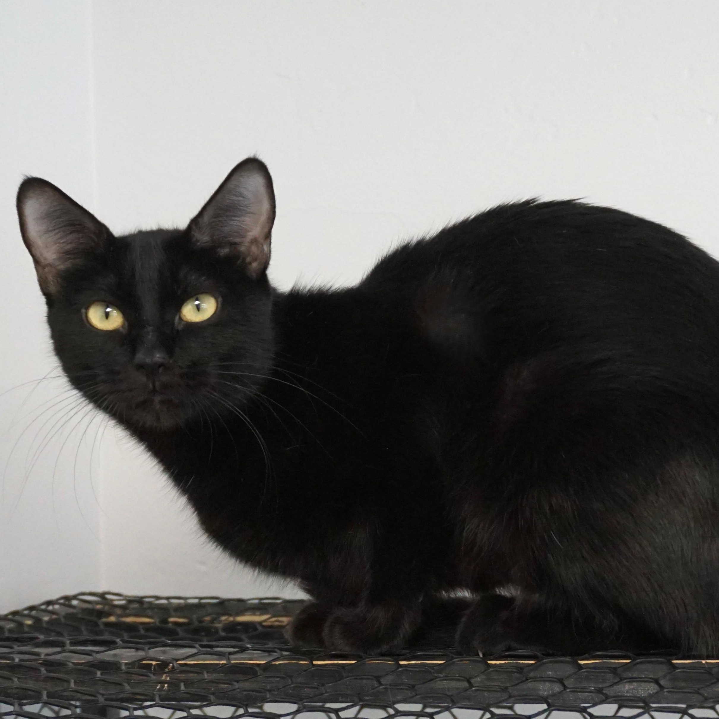Poinsettia, Adoptable, Adult Female Domestic Short Hair.