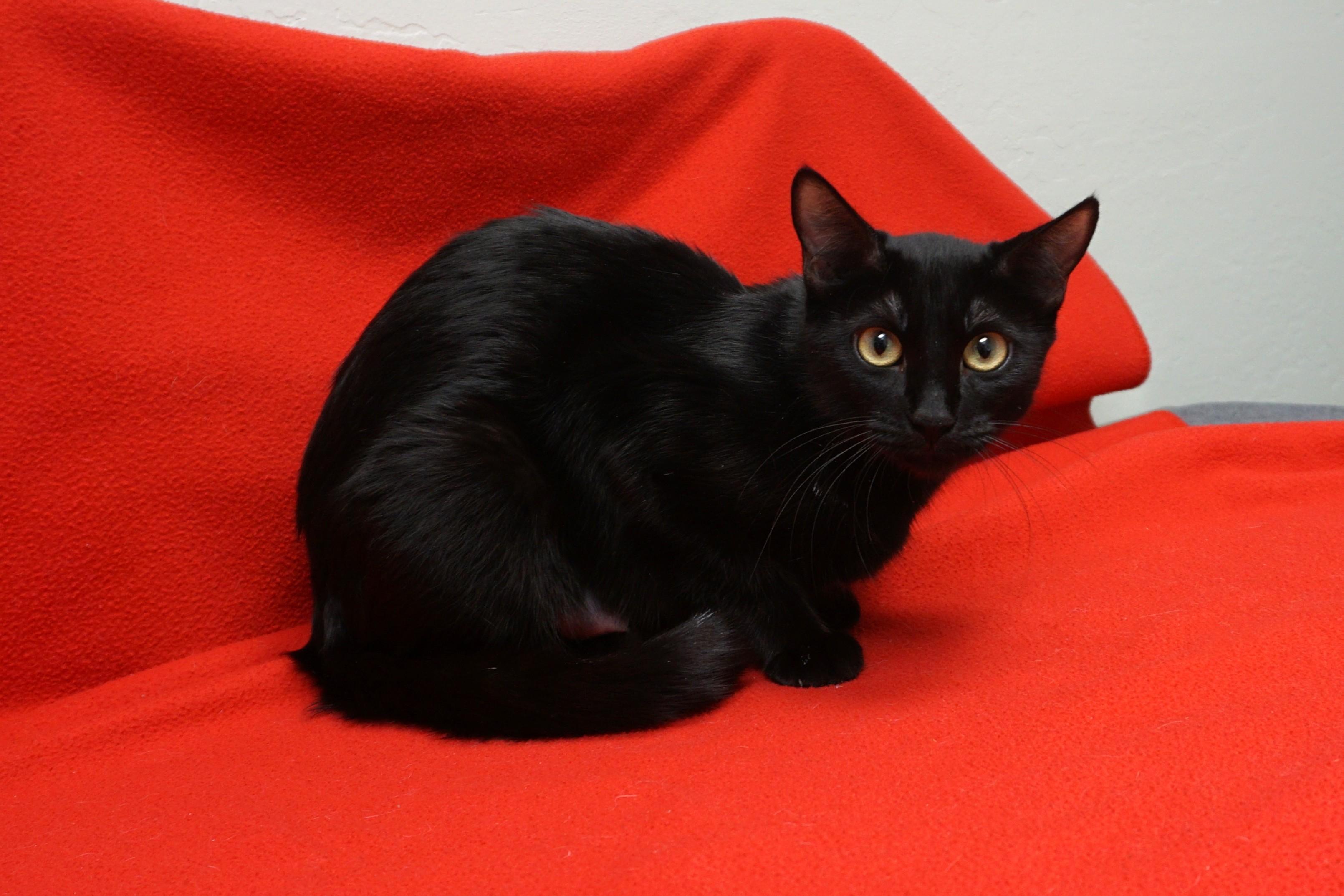 Poinsettia, a Adoptable Domestic Short Hair in Fountain Hills, AZ image 3/3