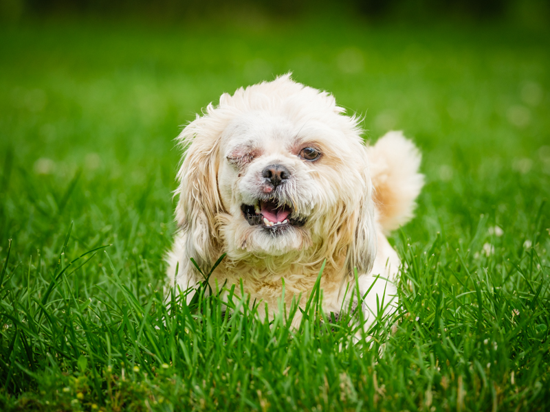 Dog for adoption Popeye, a Shih Tzu in PointeFortune, QC Petfinder