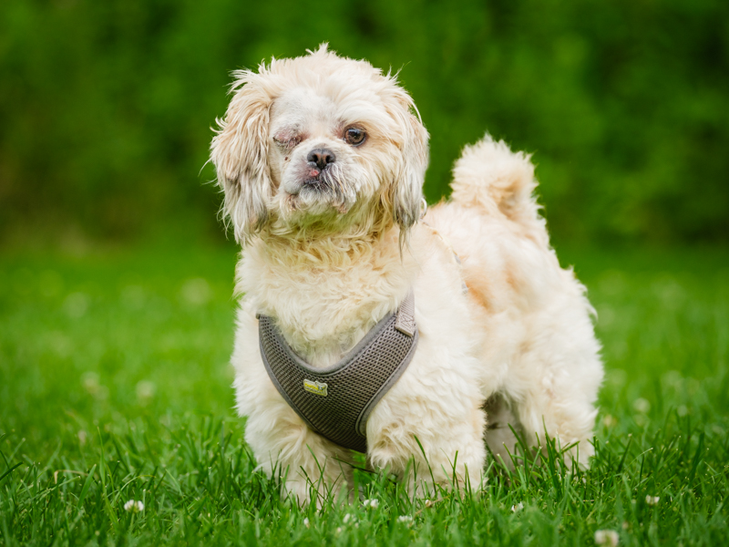 Dog for adoption Popeye, a Shih Tzu in PointeFortune, QC Petfinder