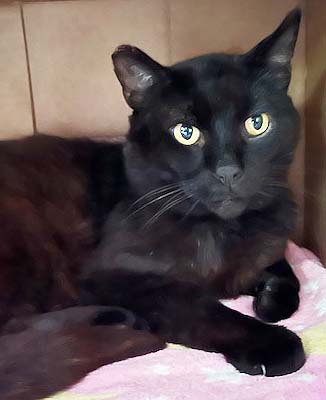 Enlarge Raven, a Adoptable Domestic Short Hair in Tiburon, CA image 1/2
