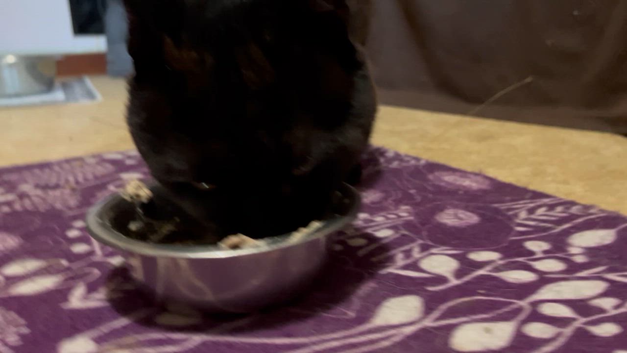 Enlarge Raven, a Adoptable Domestic Short Hair in Tiburon, CA video 2/2