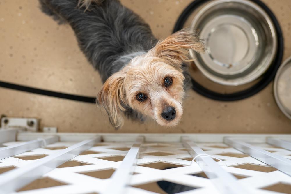 Landon, Adoptable, Puppy Male Yorkshire Terrier.