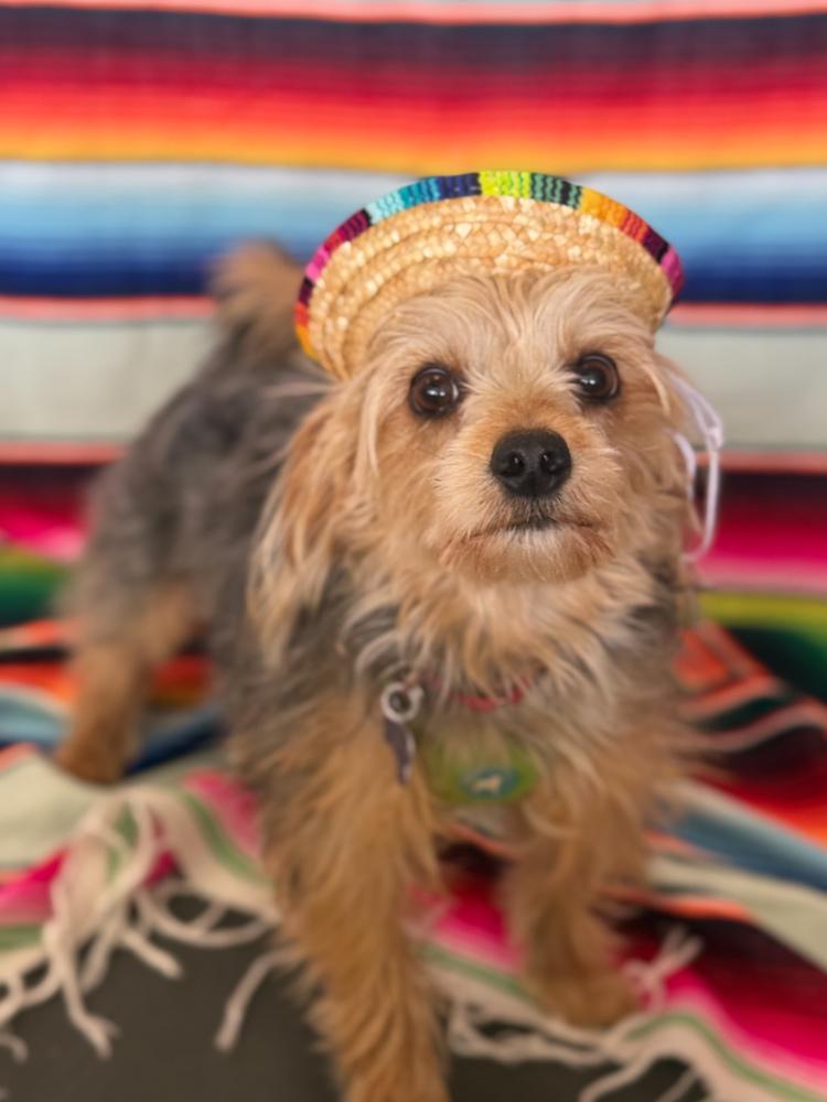 Landon, a Adoptable Yorkshire Terrier in Mundelein, IL image 2/6