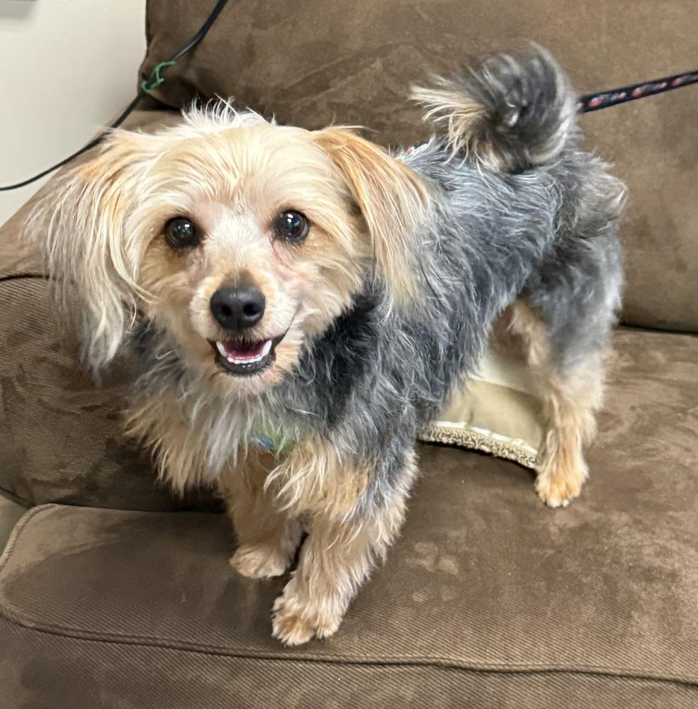 Enlarge Landon, a Adoptable Yorkshire Terrier in Mundelein, IL image 2/5
