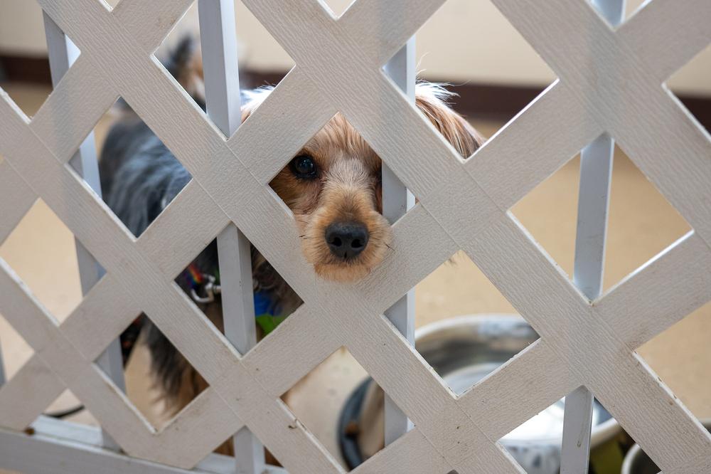 Enlarge Landon, a Adoptable Yorkshire Terrier in Mundelein, IL image 3/5