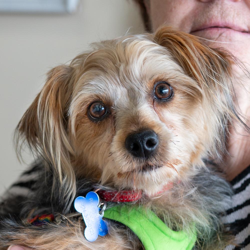 Enlarge Landon, a Adoptable Yorkshire Terrier in Mundelein, IL image 4/5