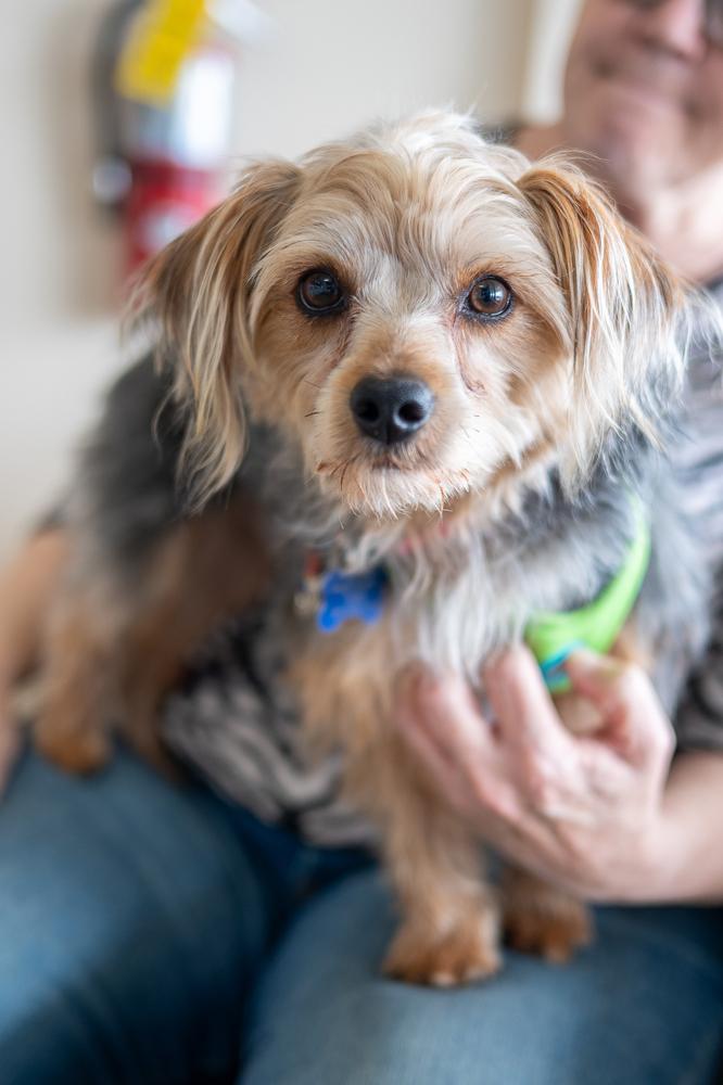Enlarge Landon, a Adoptable Yorkshire Terrier in Mundelein, IL image 5/5