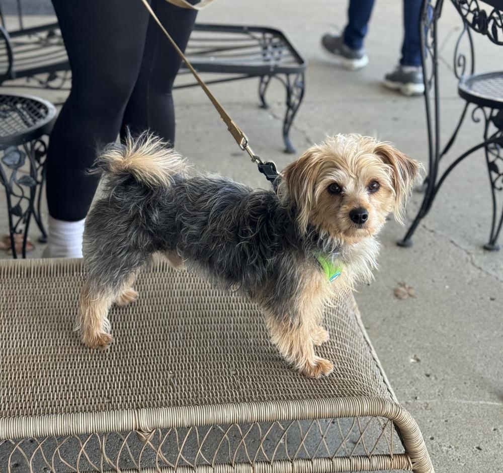 Landon, a Adoptable Yorkshire Terrier in Mundelein, IL image 6/6