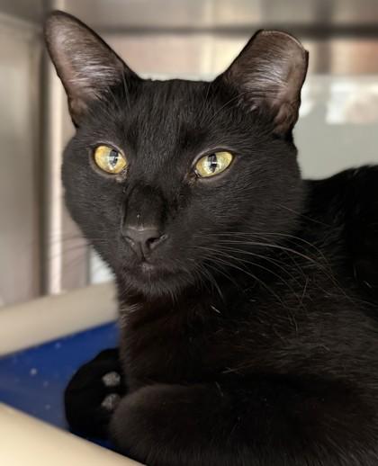 Rex, Adoptable, Adult Male Domestic Short Hair & Domestic Short Hair.