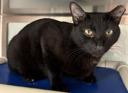 Rex, a Adoptable mixed breed in Venice, FL image 2/3