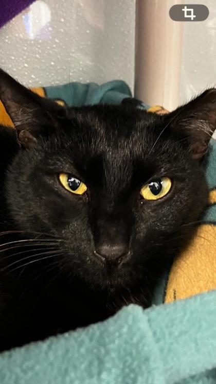 Enlarge Rex, a Adoptable mixed breed in Venice, FL image 1/3