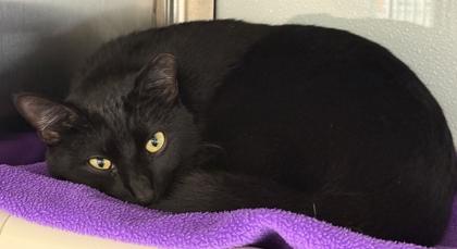 Enlarge Rex, a Adoptable mixed breed in Venice, FL image 2/3