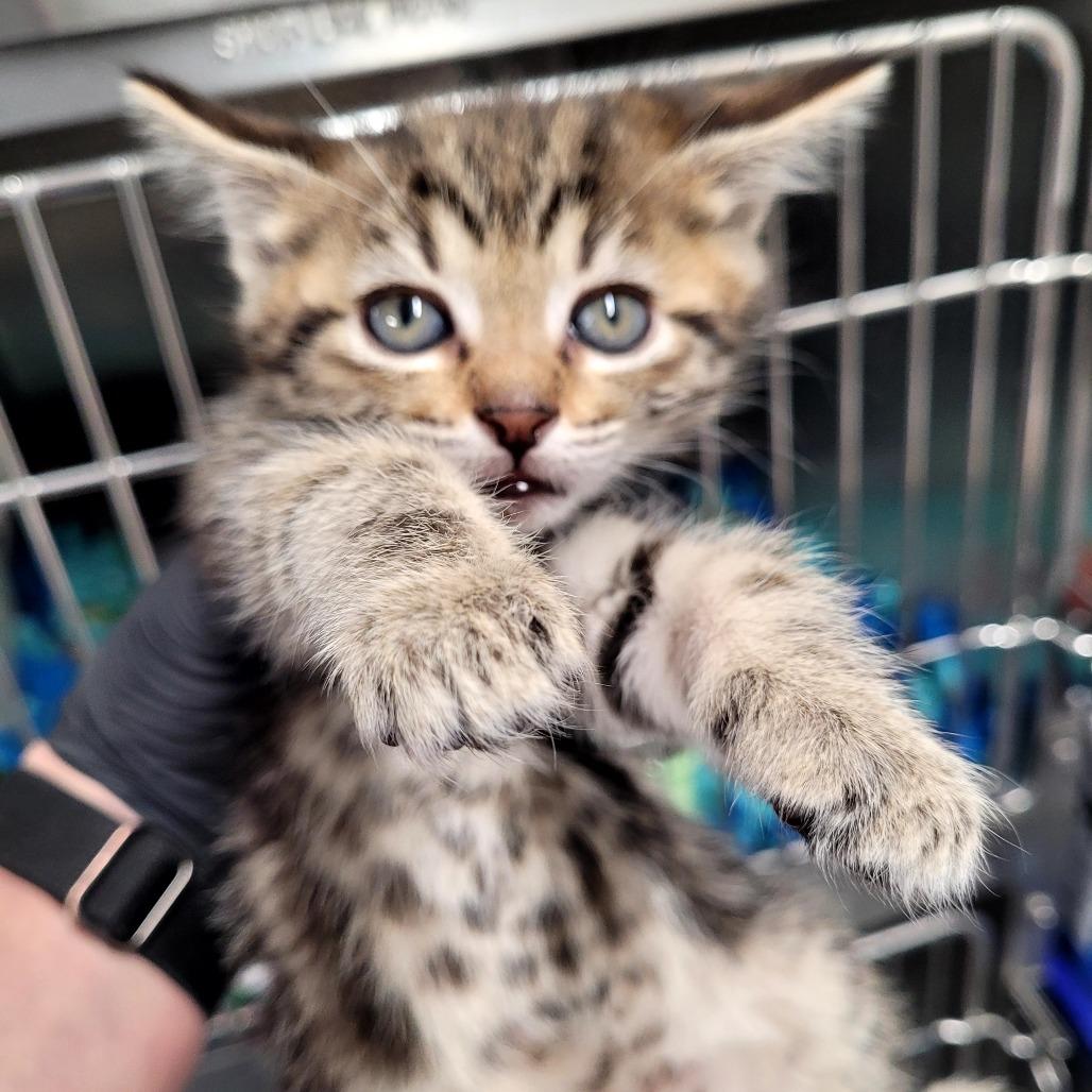 Wobbly (blue), Adoptable, Kitten Female Domestic Short Hair.