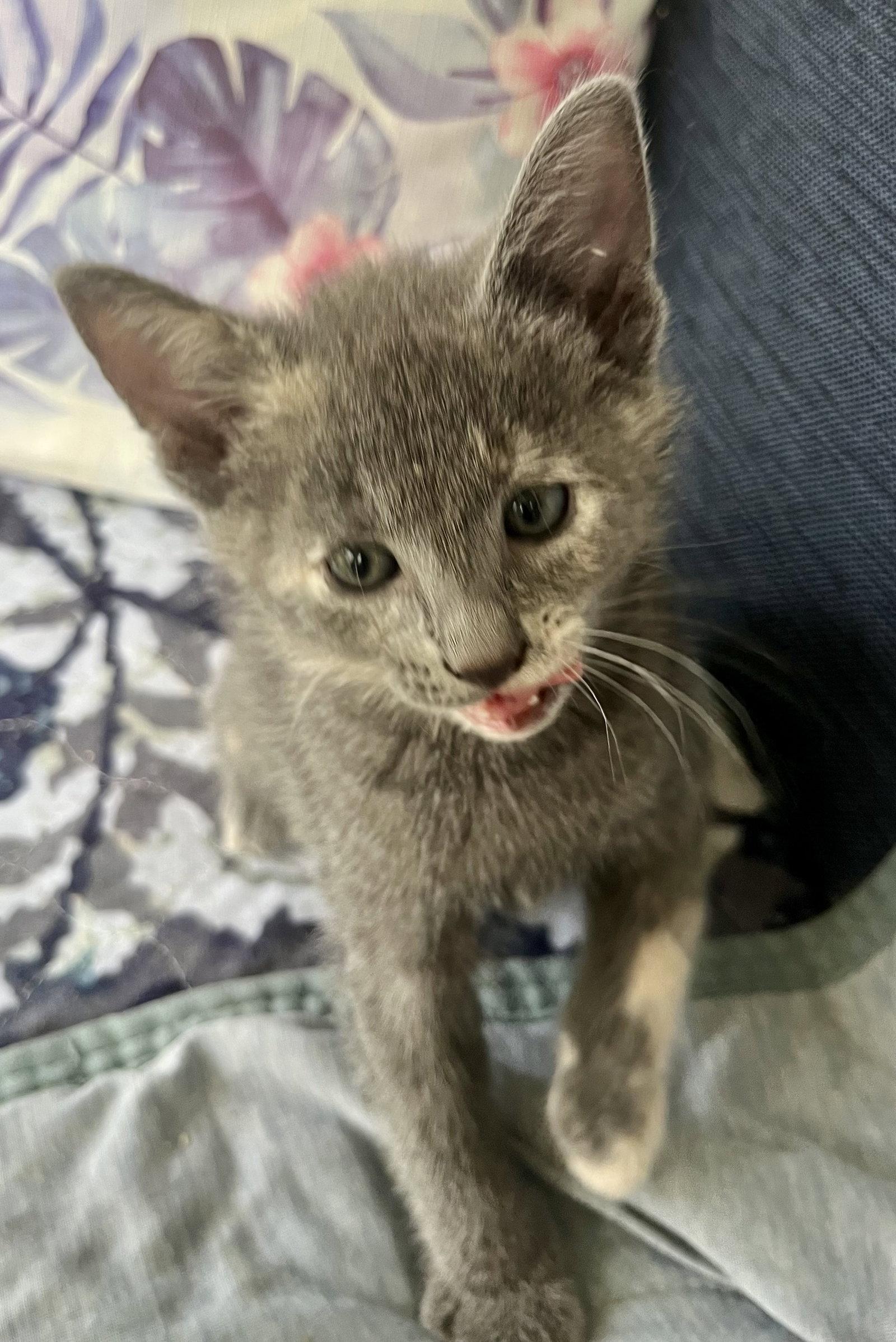 Paisley, Adopted, Kitten Female Dilute Tortoiseshell.